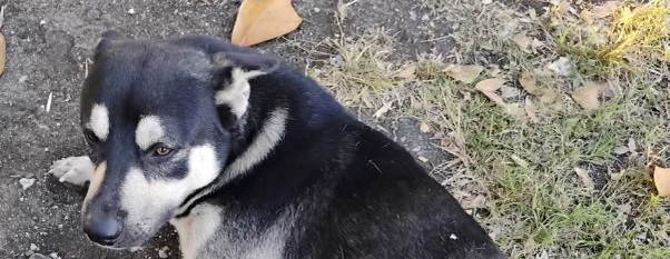 Help Save Oreo: The Dog hit and left with two broken legs in FL Evergladeas area.